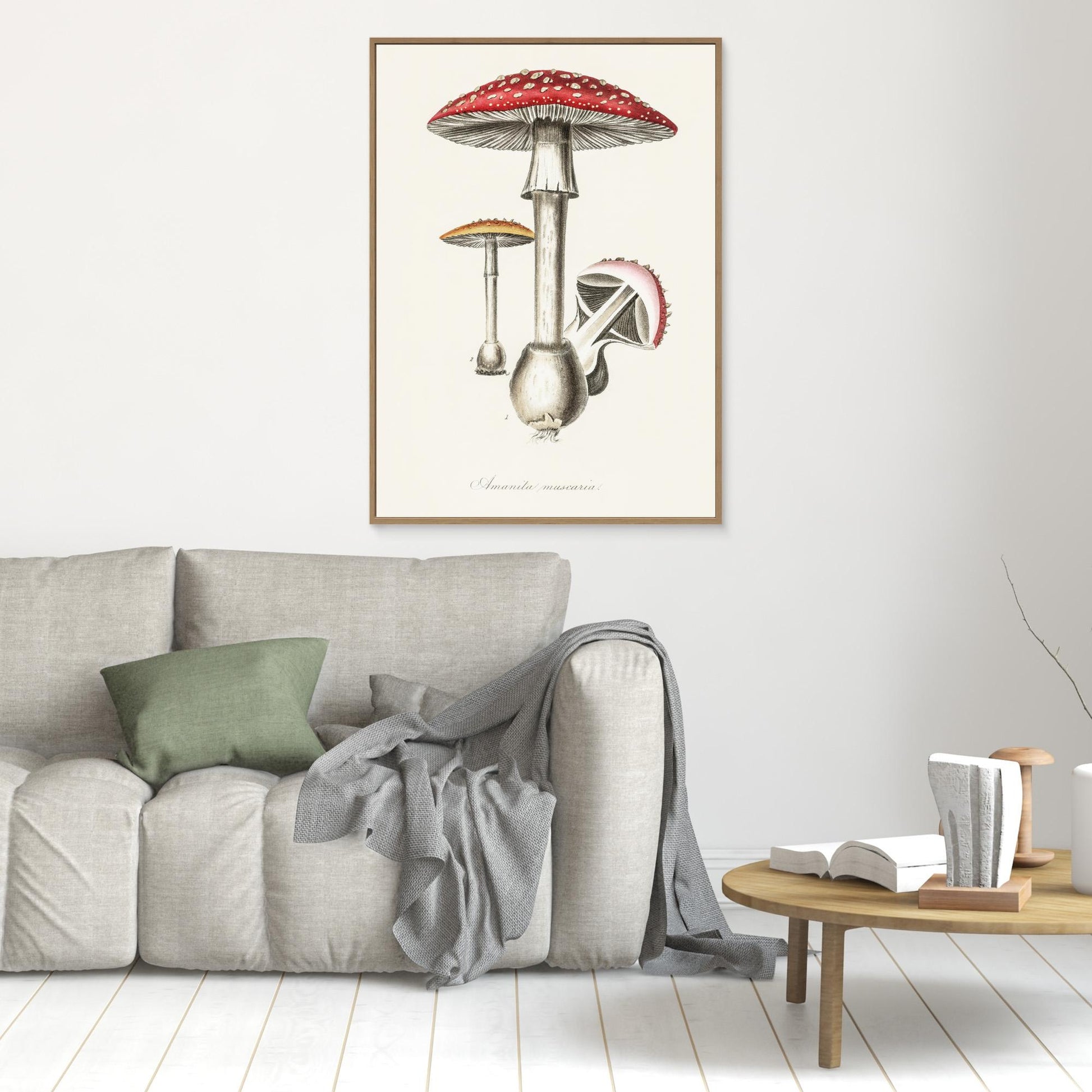 Amanita Muscaria Illustration. Medical Botany 1836 