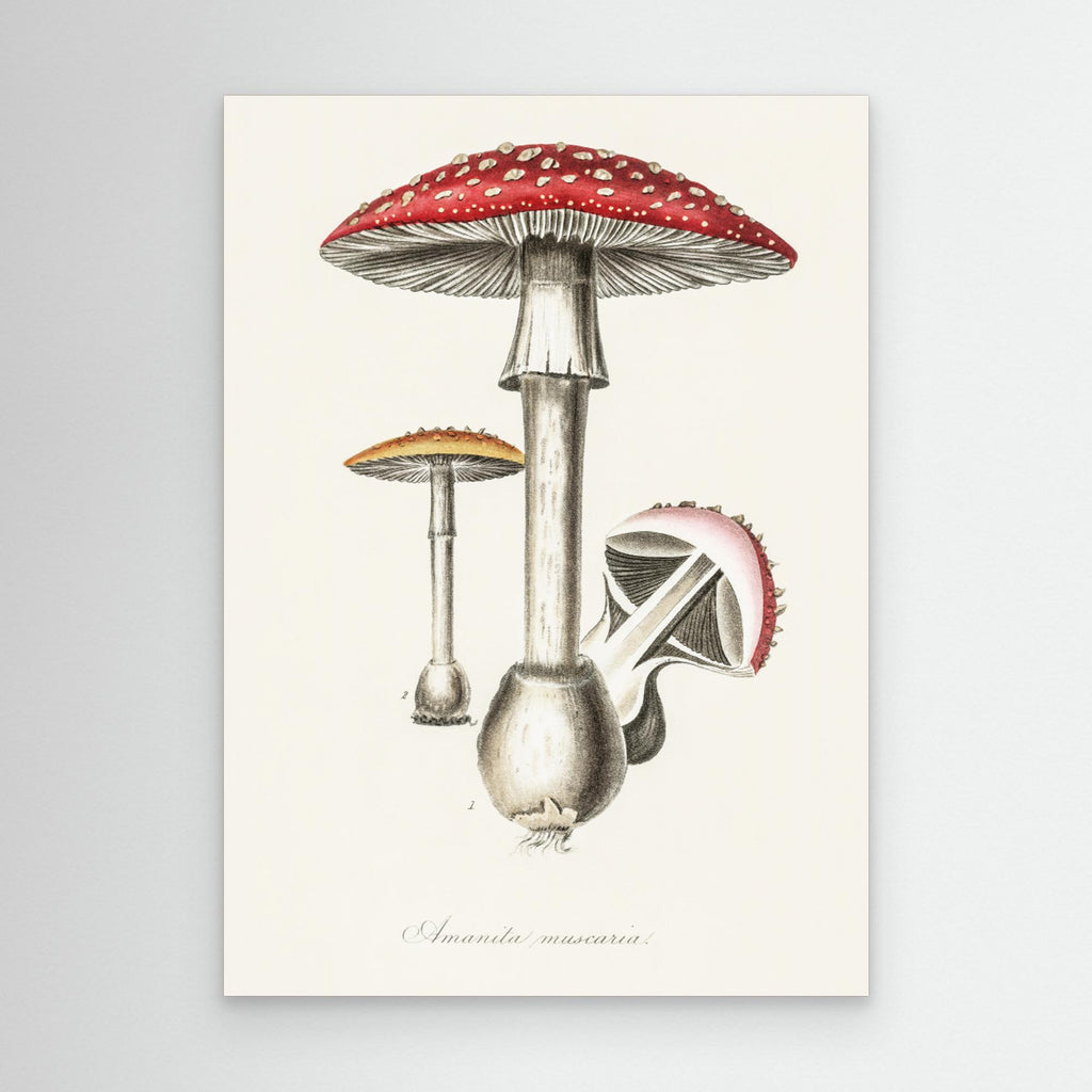 Amanita Muscaria Illustration. Medical Botany 1836 