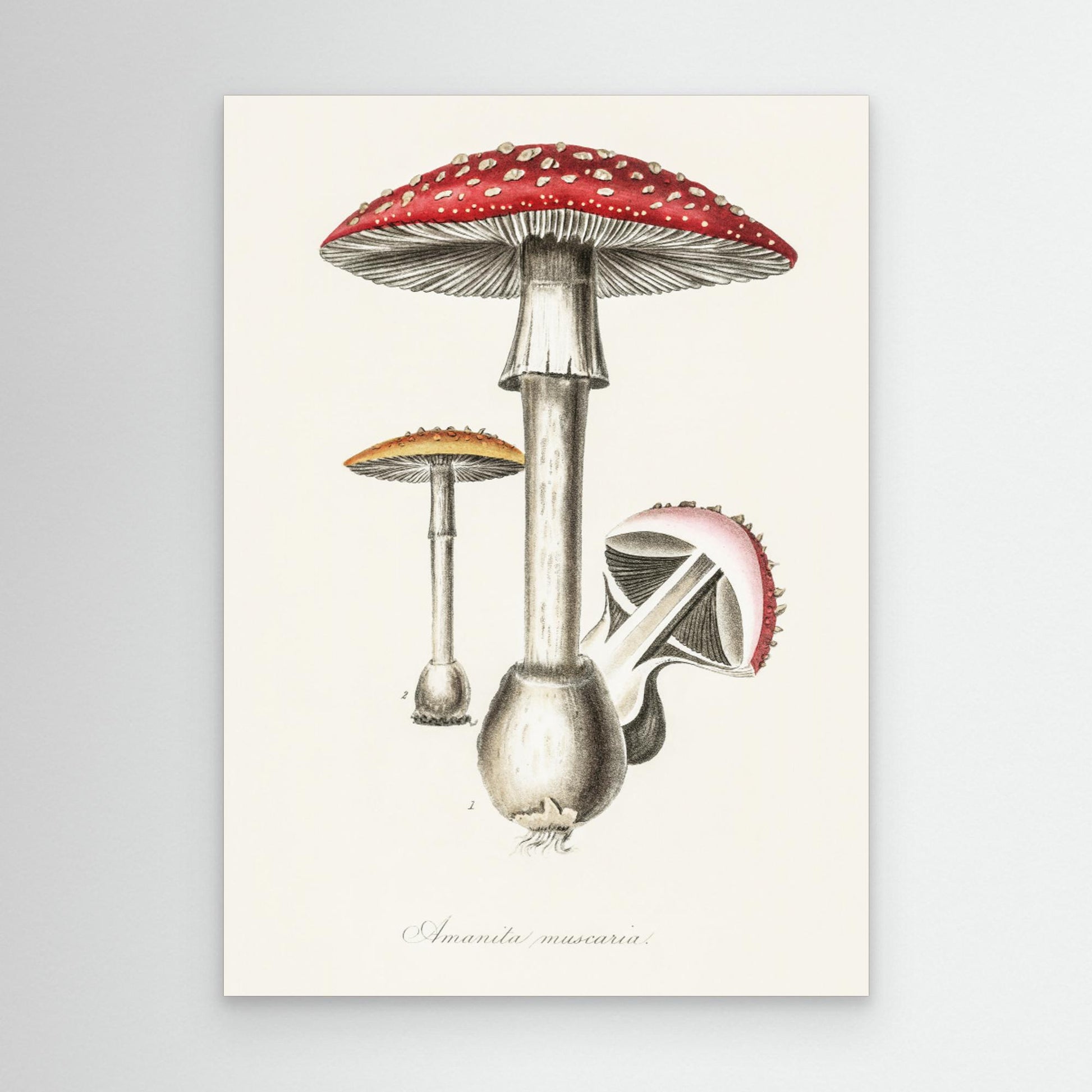 Amanita Muscaria Illustration. Medical Botany 1836 
