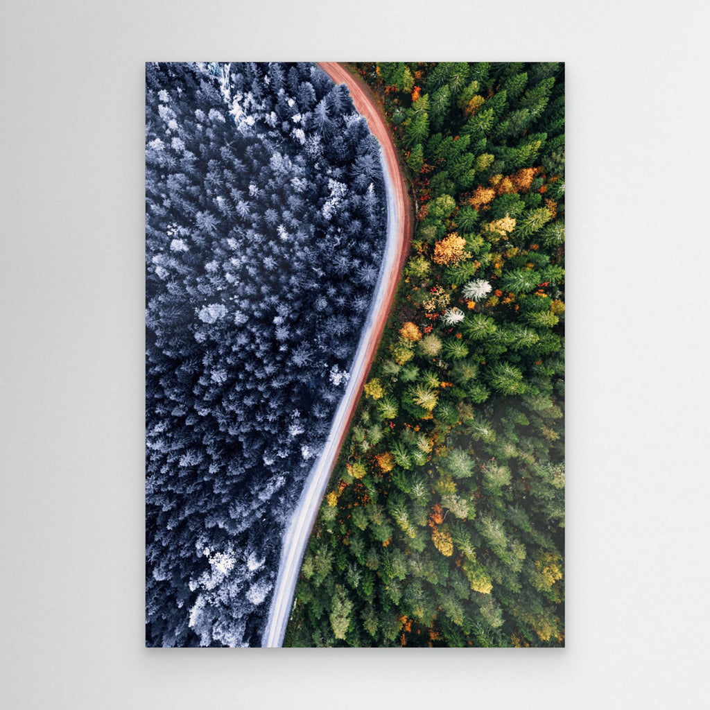 Forest Seasons Change