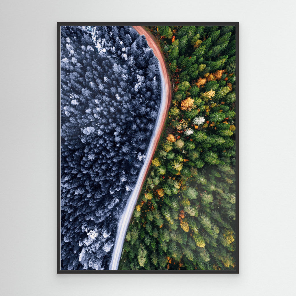 Forest Seasons Change