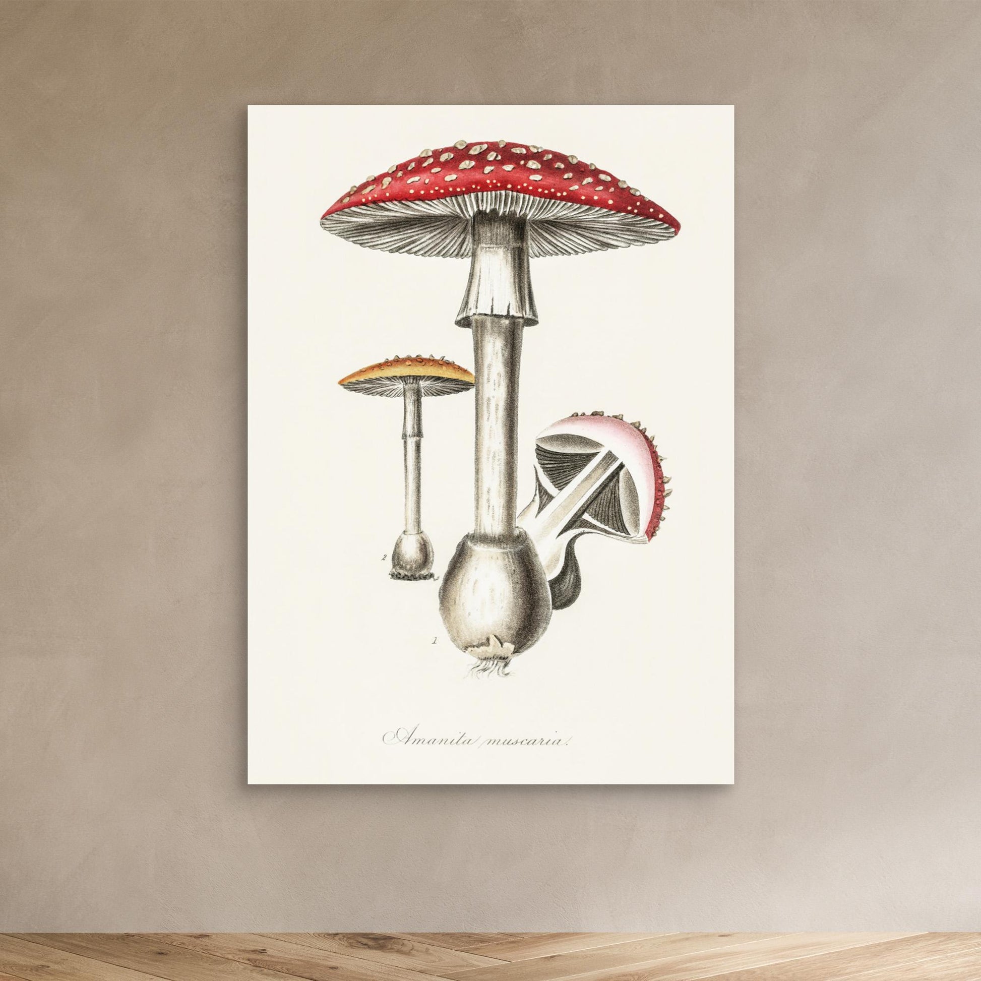 Amanita Muscaria Illustration. Medical Botany 1836 