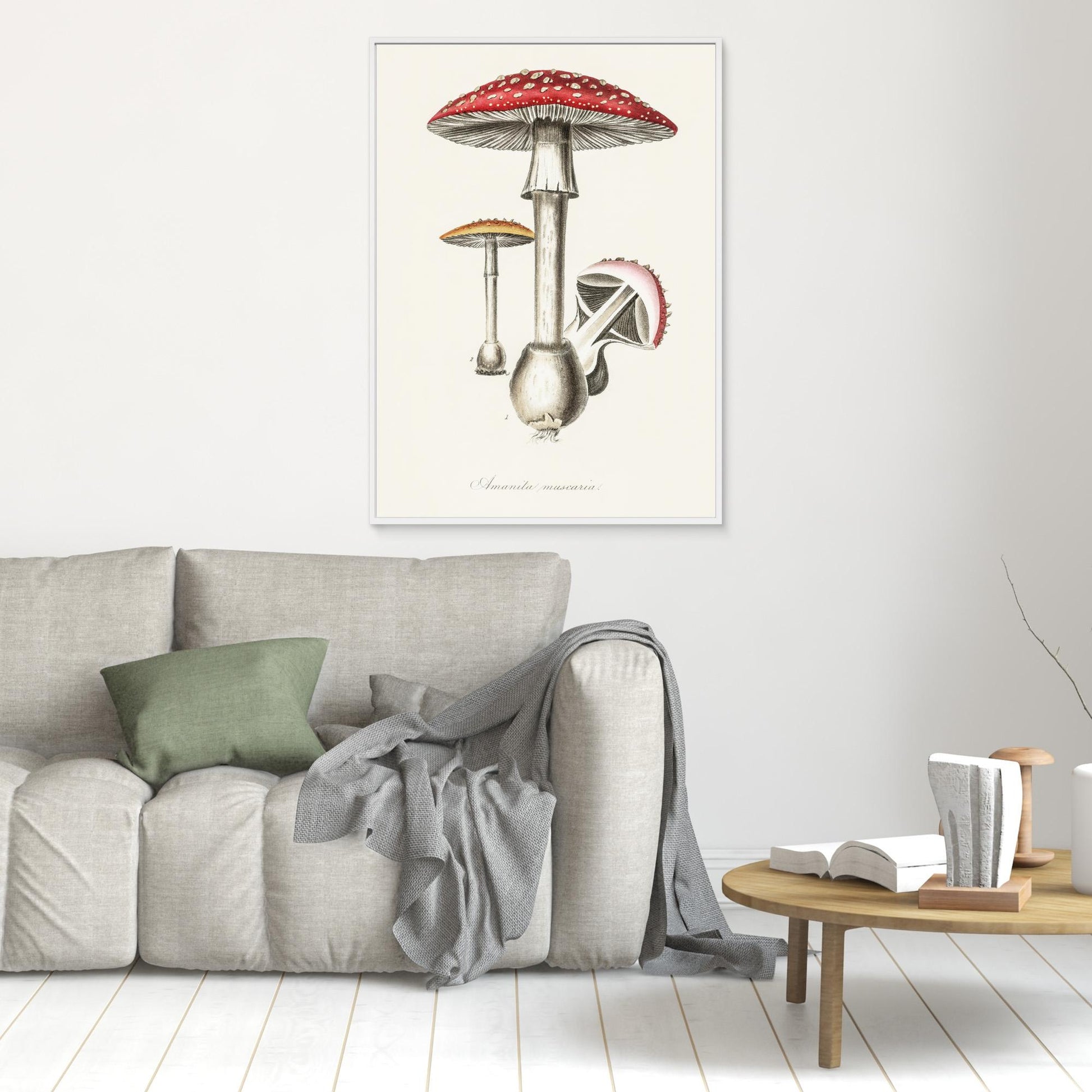 Amanita Muscaria Illustration. Medical Botany 1836 