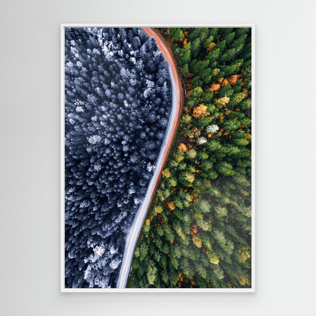 Forest Seasons Change