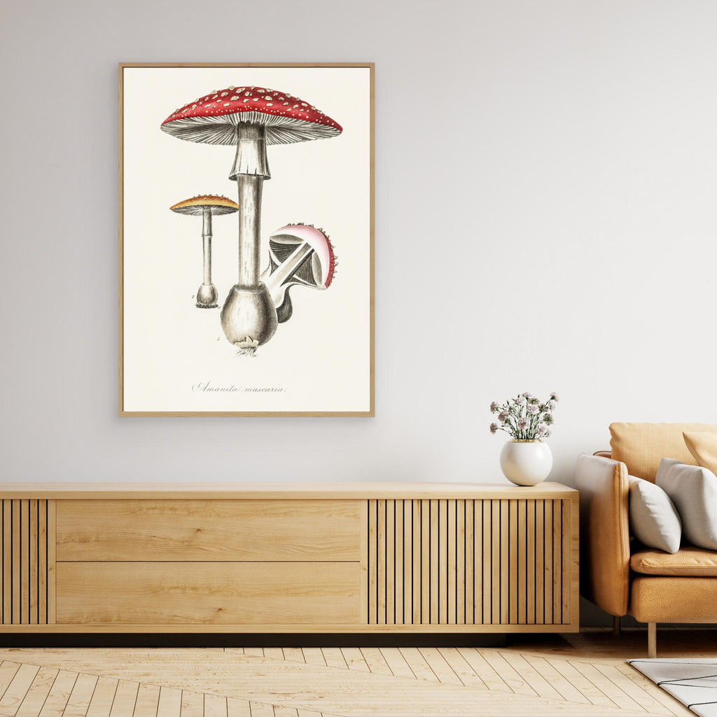 Amanita Muscaria Illustration. Medical Botany 1836 