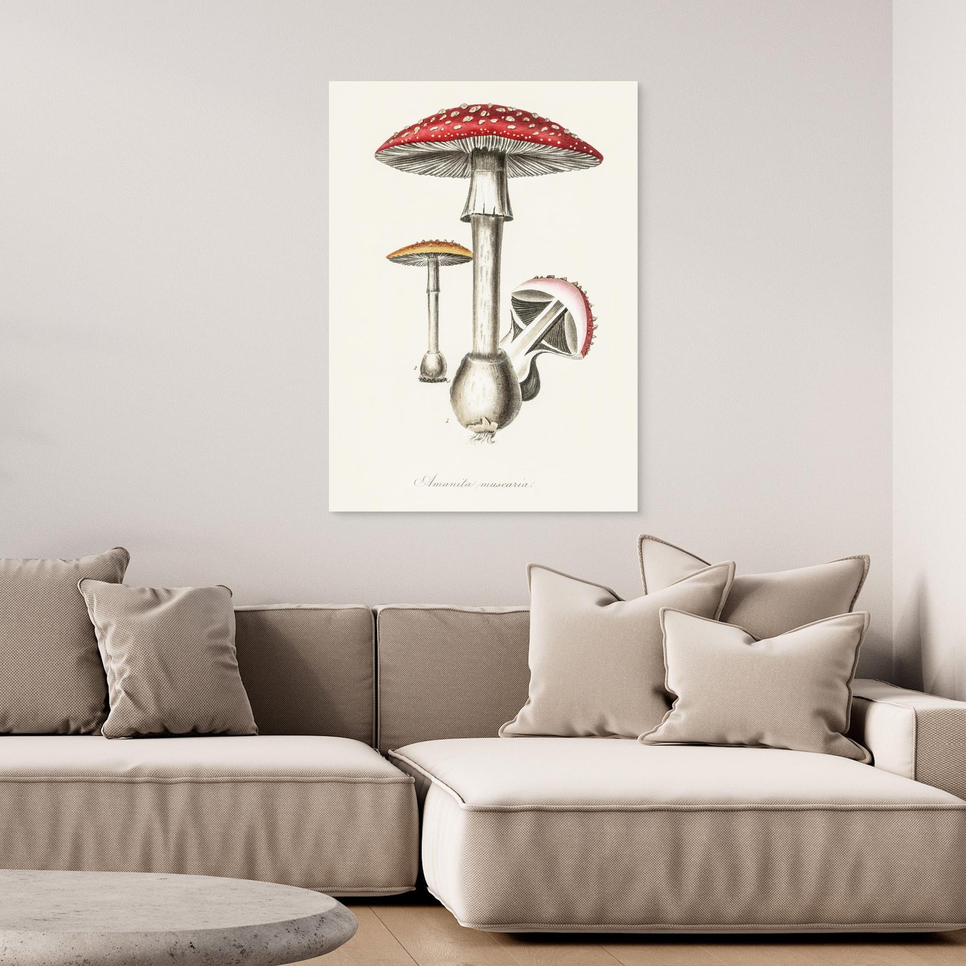 Amanita Muscaria Illustration. Medical Botany 1836 