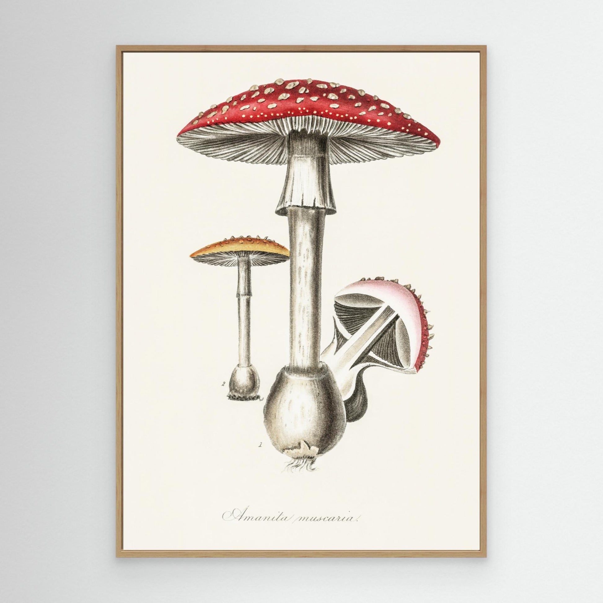 Amanita Muscaria Illustration. Medical Botany 1836 