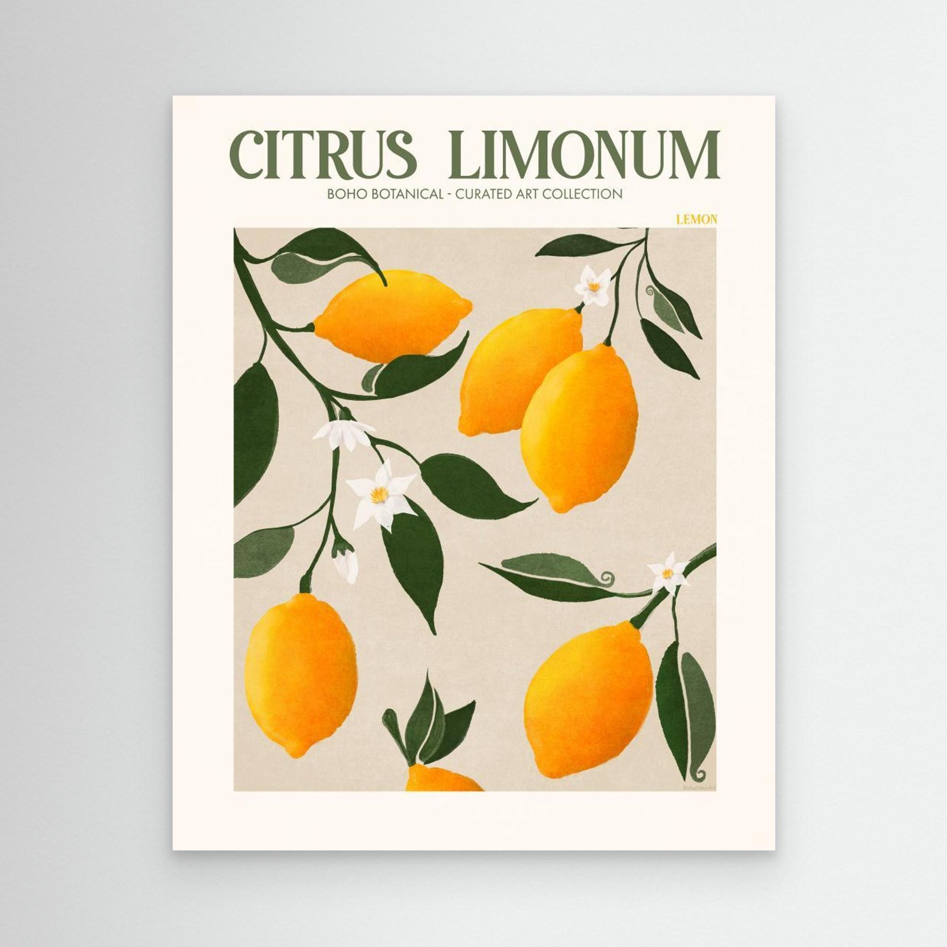 Citrus Limonum - Lemon 