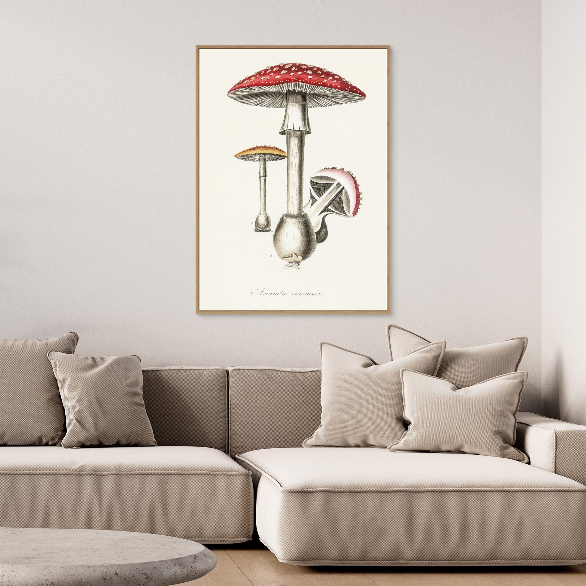 Amanita Muscaria Illustration. Medical Botany 1836 