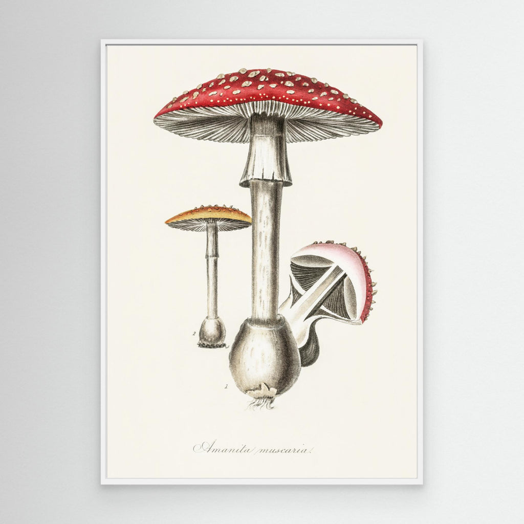 Amanita Muscaria Illustration. Medical Botany 1836 