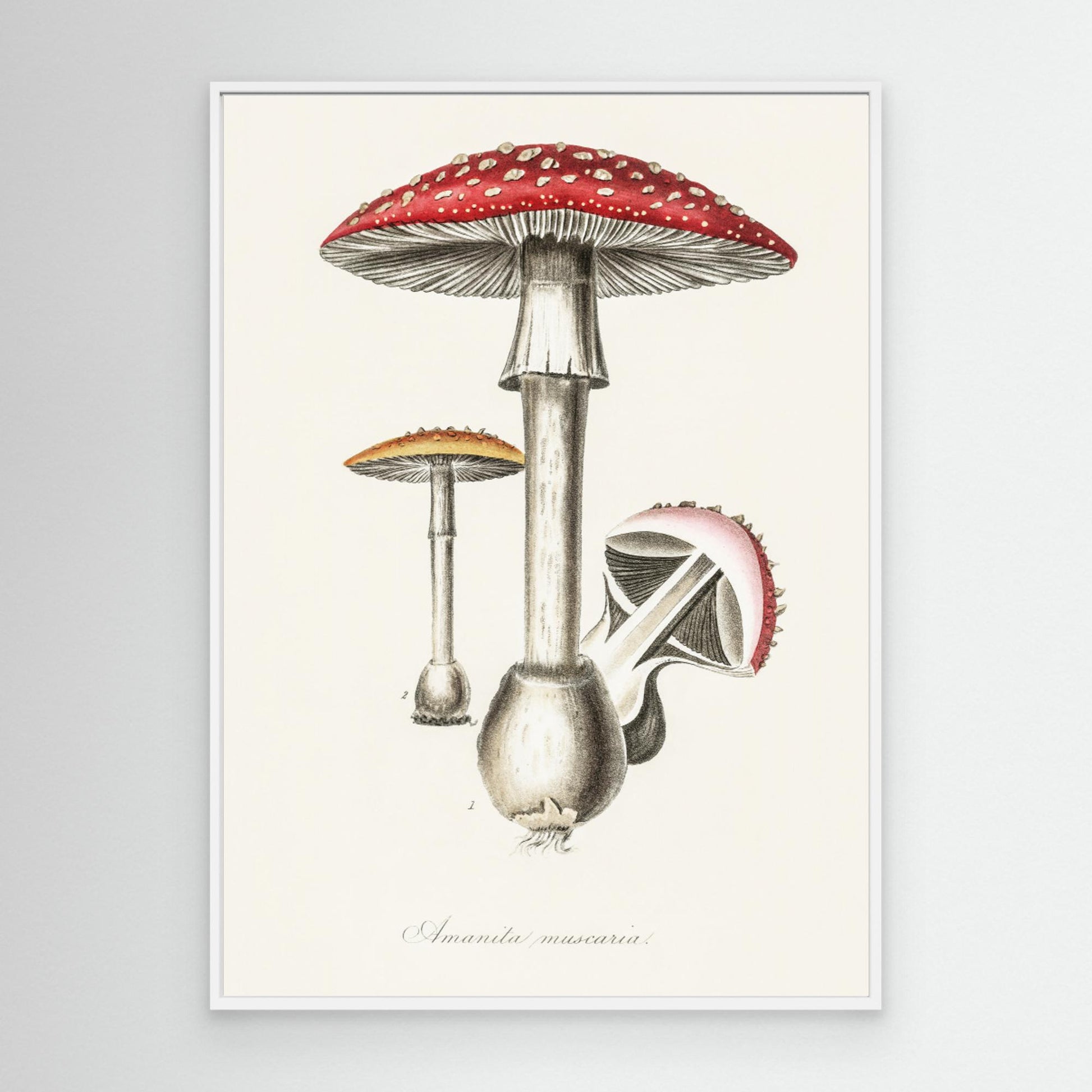Amanita Muscaria Illustration. Medical Botany 1836 