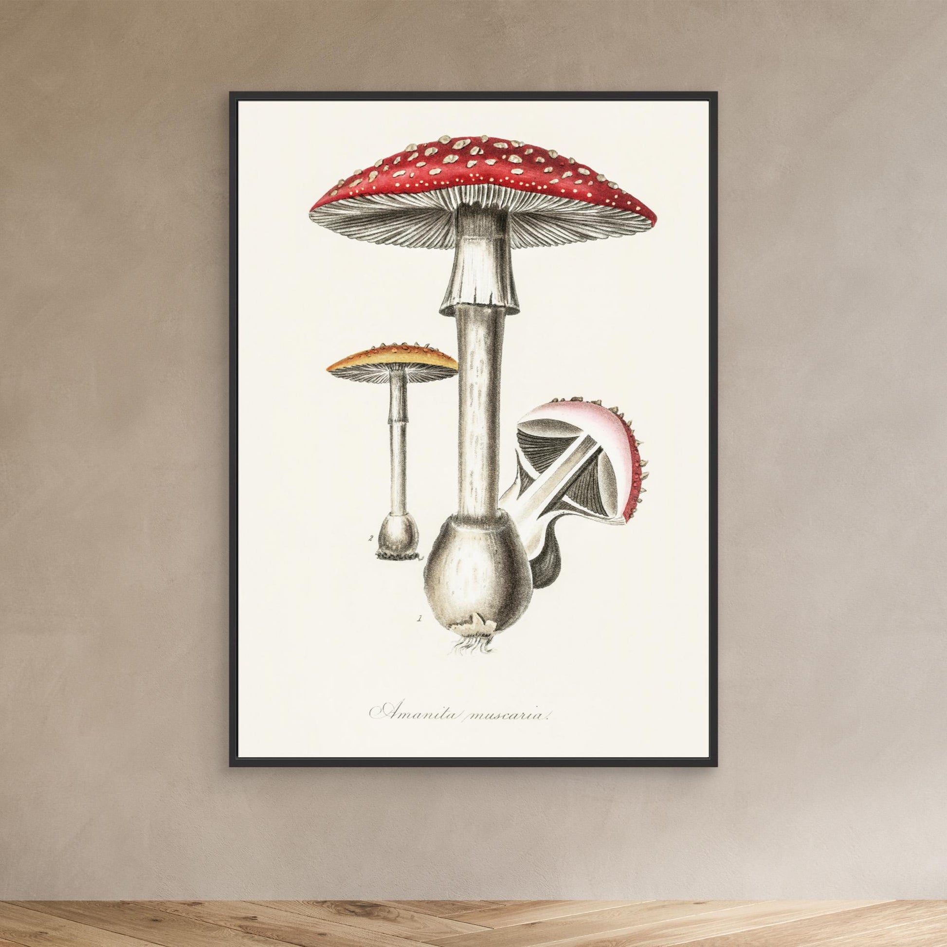 Amanita Muscaria Illustration. Medical Botany 1836 