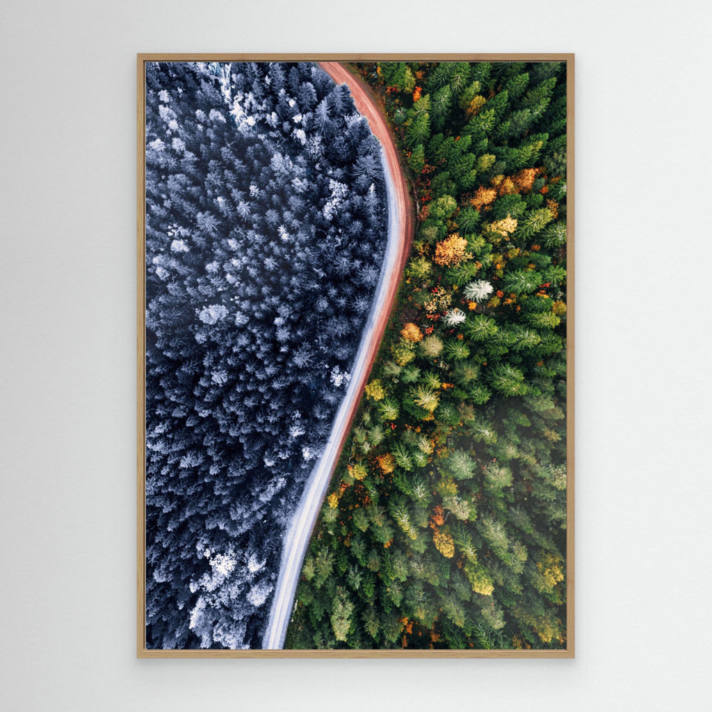 Forest Seasons Change