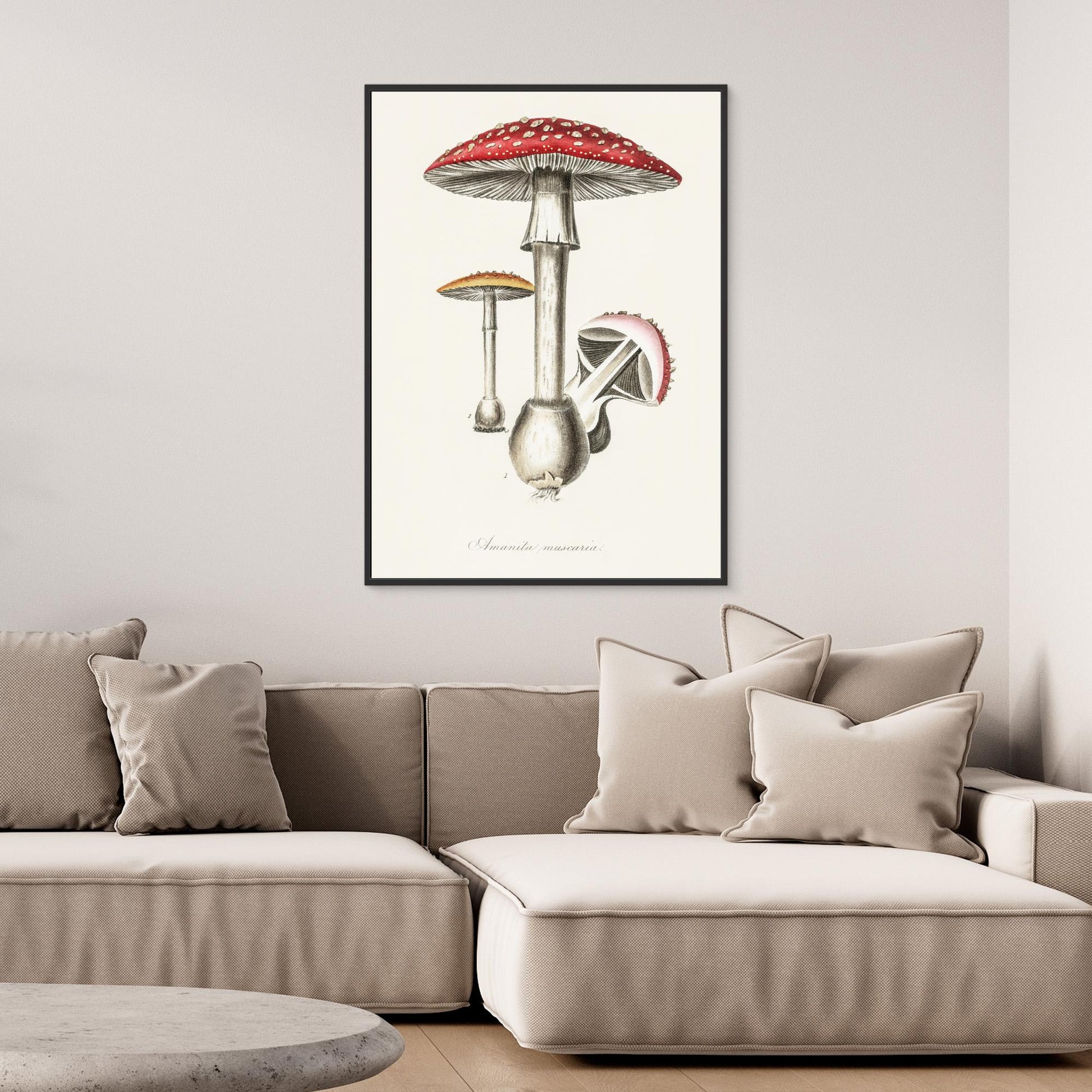Amanita Muscaria Illustration. Medical Botany 1836 