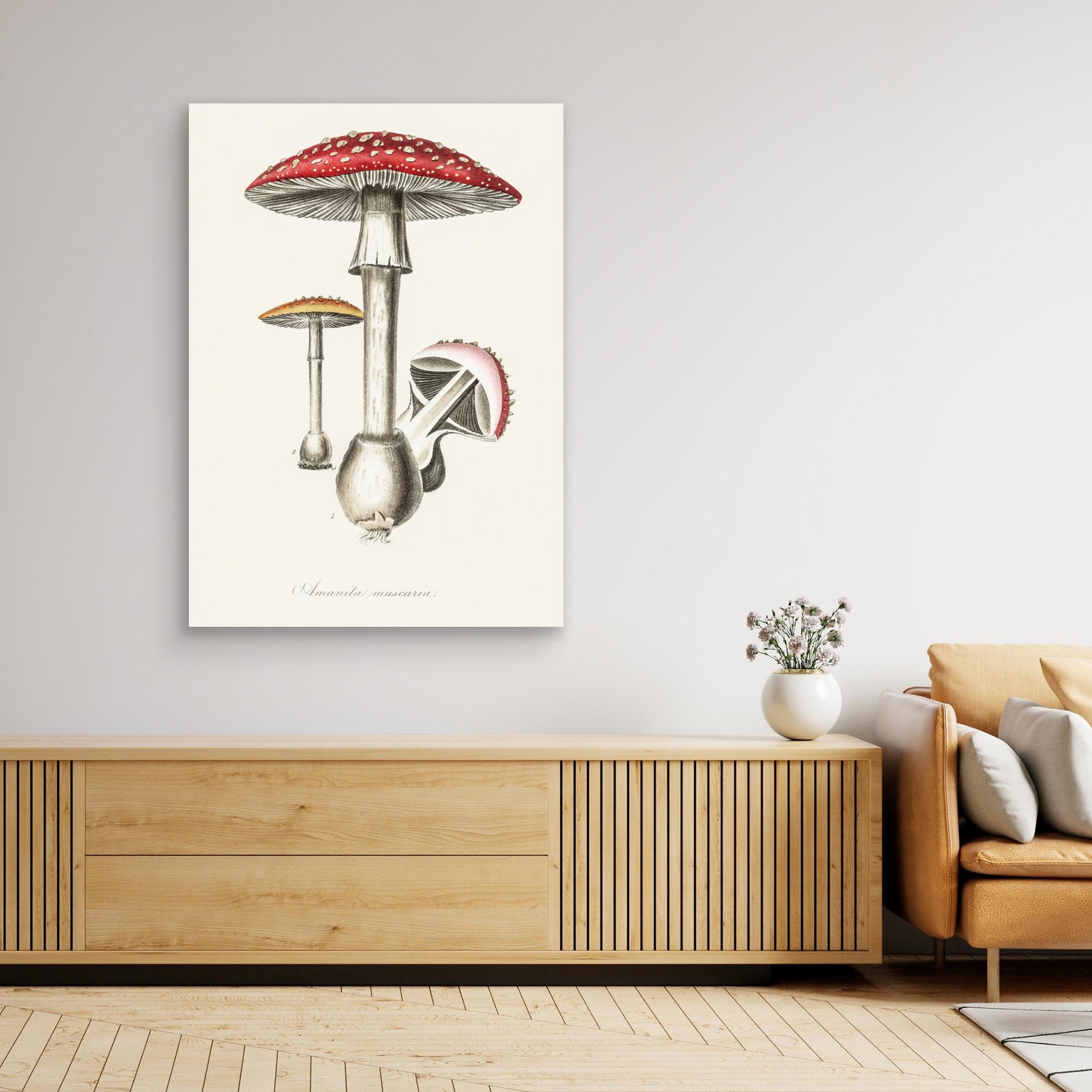 Amanita Muscaria Illustration. Medical Botany 1836 