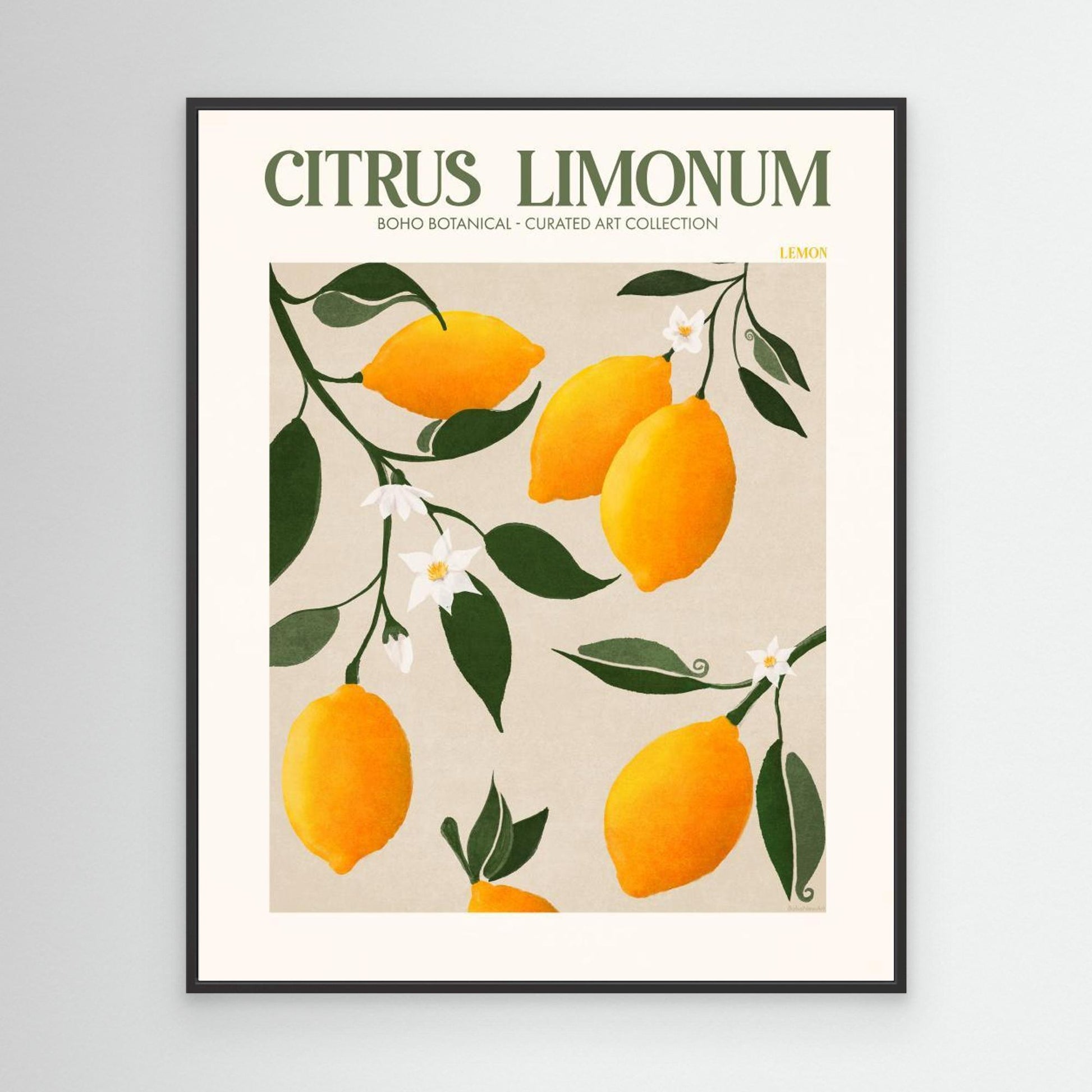 Citrus Limonum - Lemon 