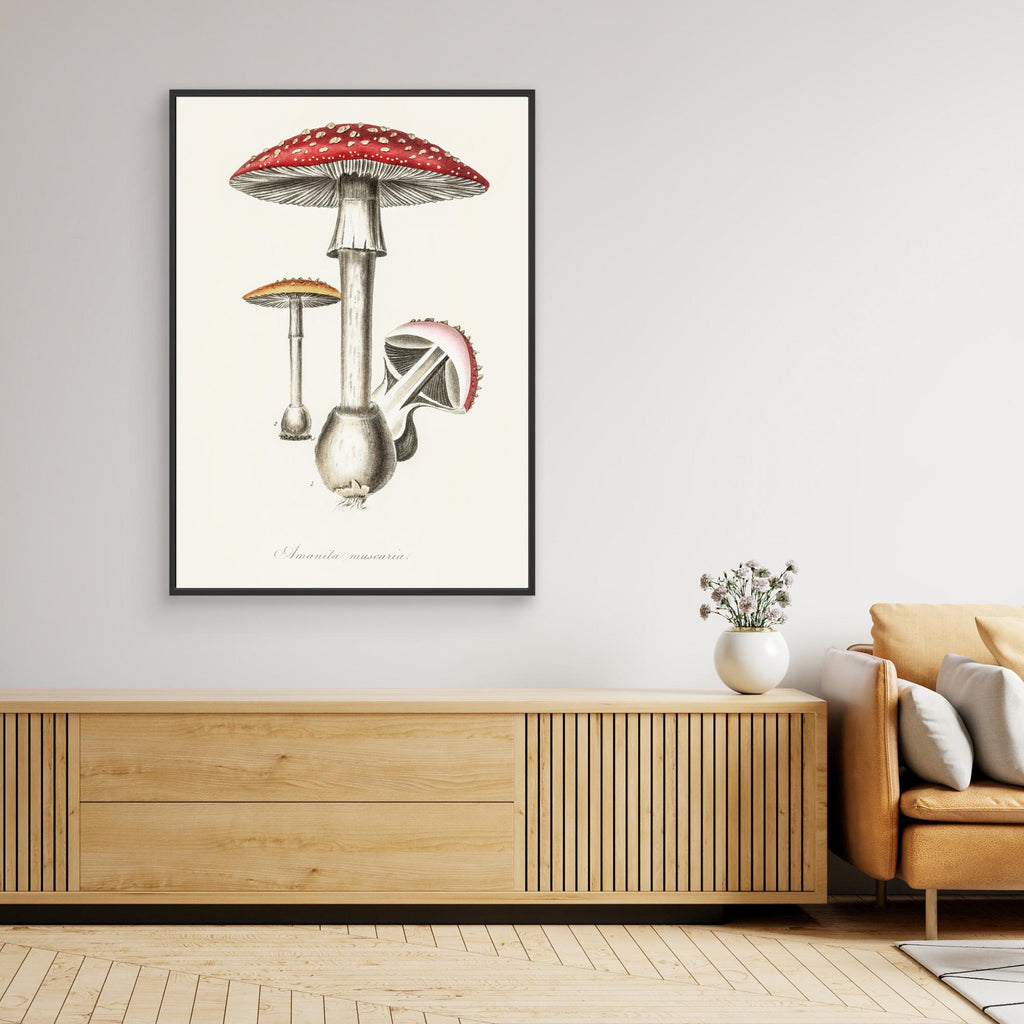 Amanita Muscaria Illustration. Medical Botany 1836 