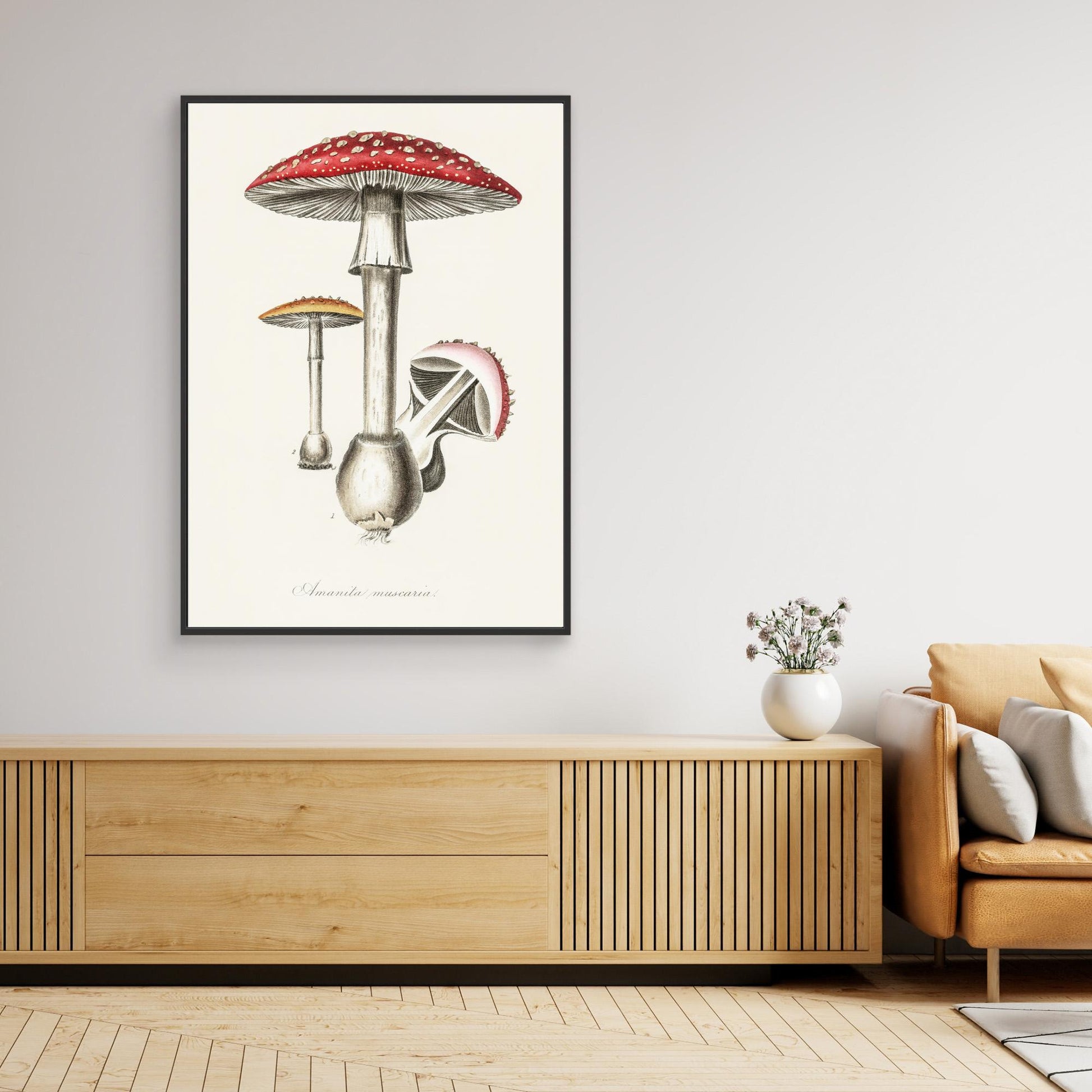 Amanita Muscaria Illustration. Medical Botany 1836 