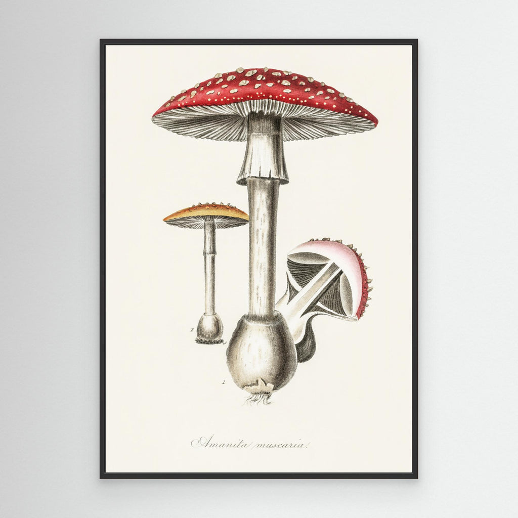 Amanita Muscaria Illustration. Medical Botany 1836 