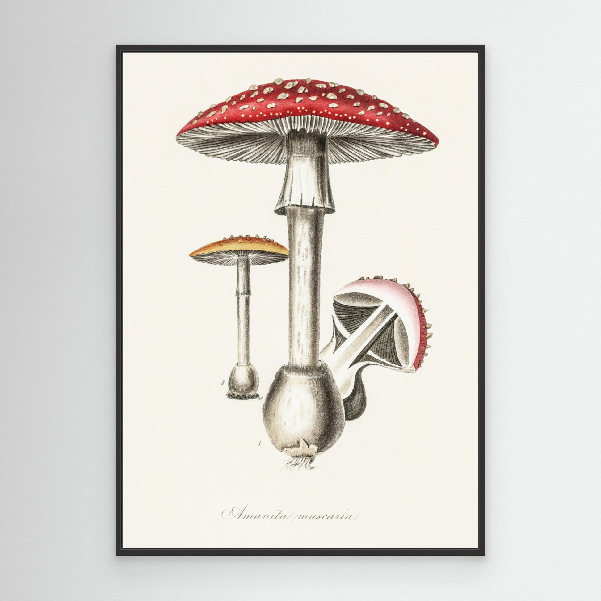 Amanita Muscaria Illustration. Medical Botany 1836 
