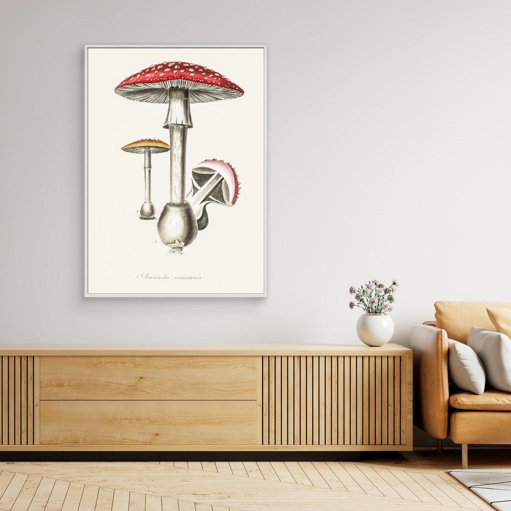 Amanita Muscaria Illustration. Medical Botany 1836 