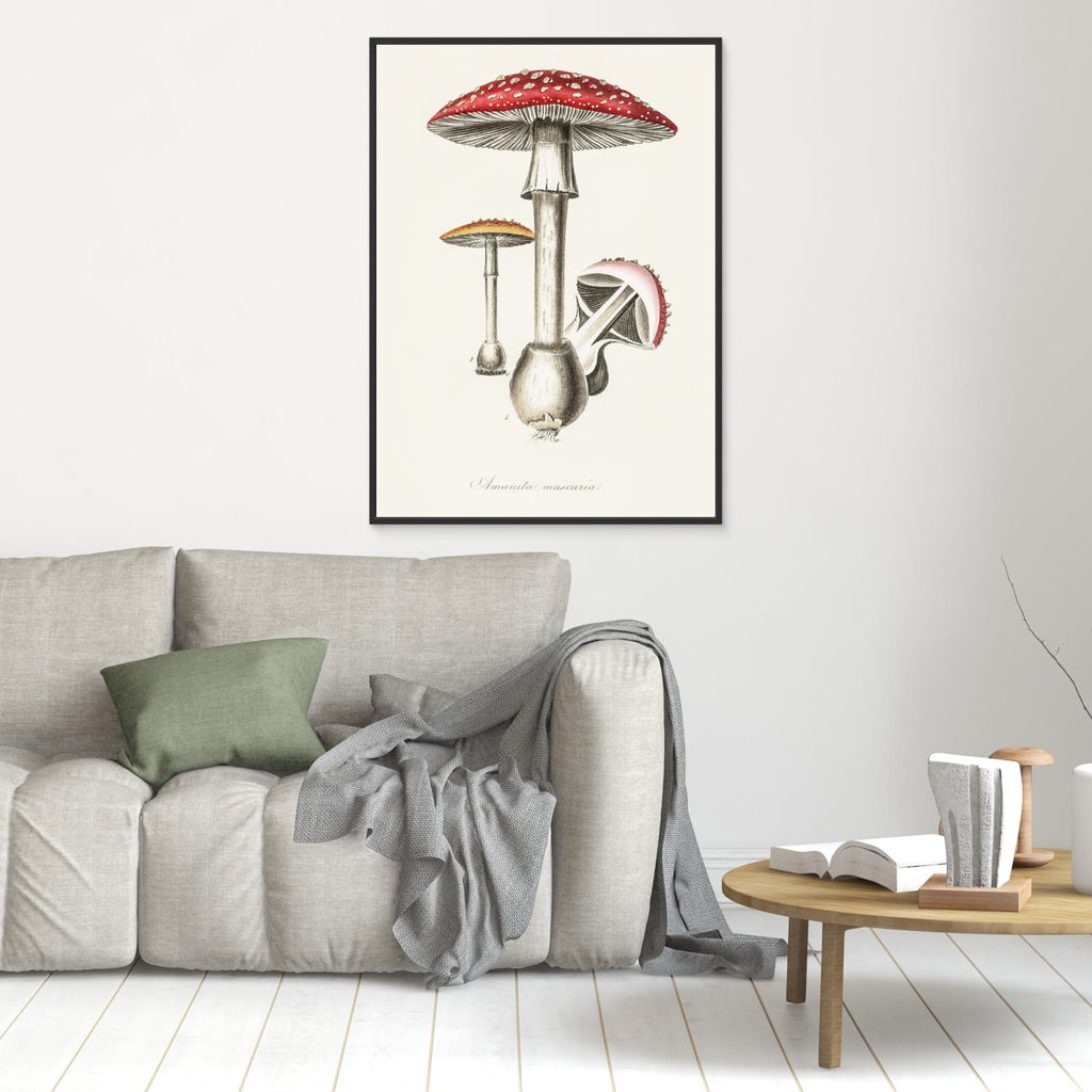 Amanita Muscaria Illustration. Medical Botany 1836 