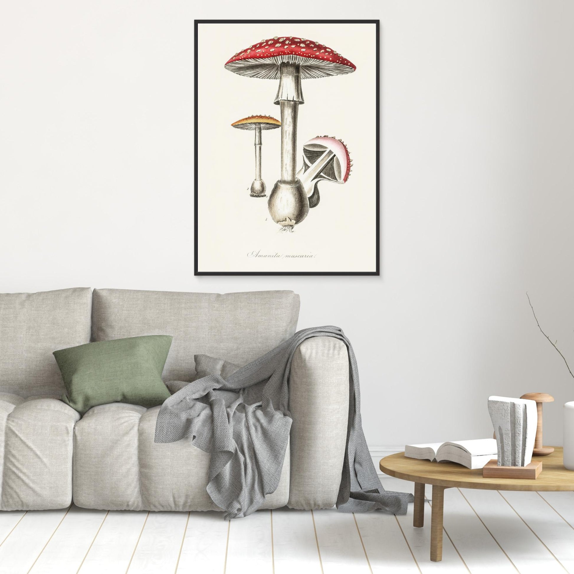 Amanita Muscaria Illustration. Medical Botany 1836 